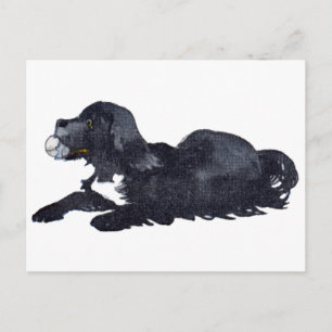 Cartão Postal Cachorro com Ball quer jogar busca