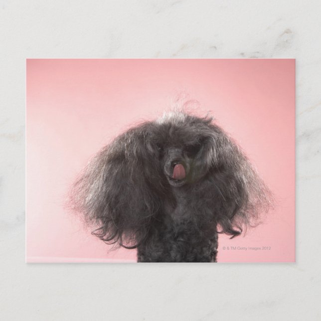 Cartão Postal Cachorro com cabelo na frente da face e língua par (Frente)