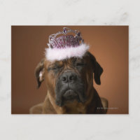 Cachorro com coroa de aniversário na cabeça