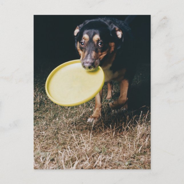 Cartão Postal Cachorro Com Frisbee na Boca (Frente)