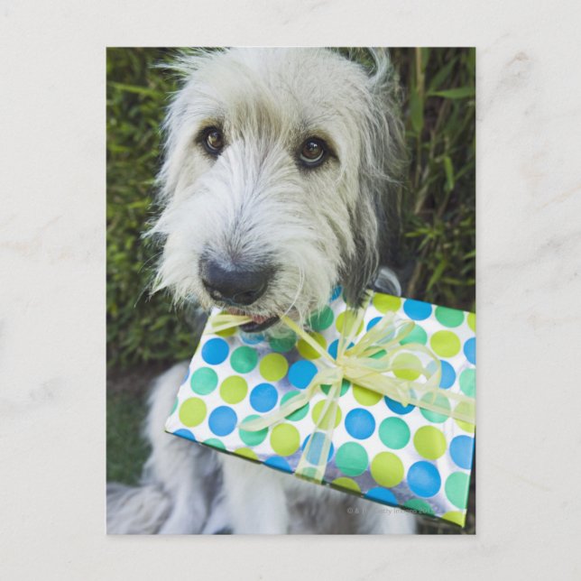 Cartão Postal Cachorro com presente na boca (Frente)