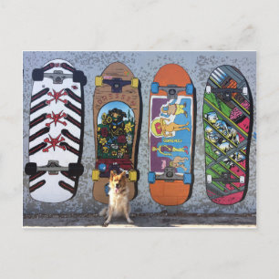 Cartão Postal Cachorro com skateboards Mural