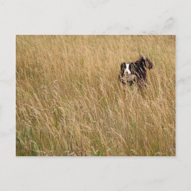 Cartão Postal Cachorro correndo pela grama (Frente)