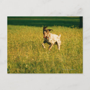 Cartão Postal Cachorro correndo pela grama