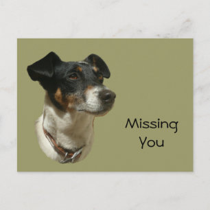 Cartão Postal Cachorro Cute Jack Russell