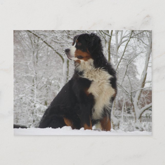 Cartão Postal Cachorro da Montanha Bernese (Frente)