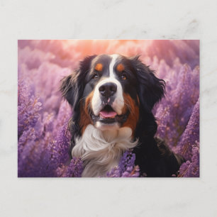 Cartão Postal Cachorro da Montanha Bernese em lavandas