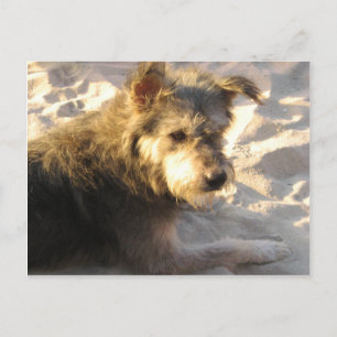 Cartão Postal Cachorro da Praia Tailandesa