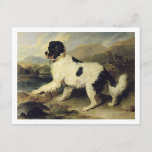Cartão Postal Cachorro da Terra Nova Chamado Leão, 1824 (óleo na