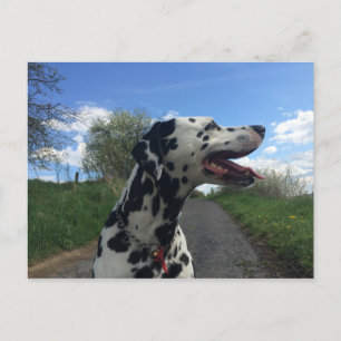 Cartão Postal Cachorro Dalmático em Caminho de Caminho, Dia do S