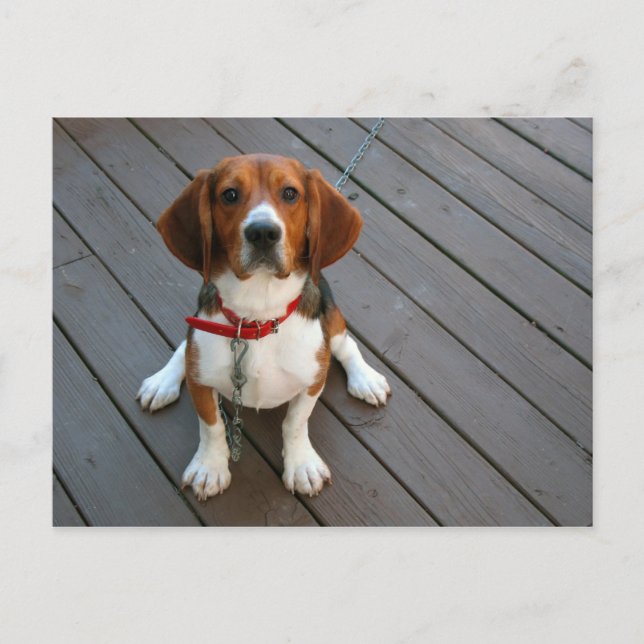 Cartão Postal Cachorro De Beagle Mais Justo (Frente)