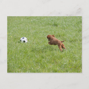 Cartão Postal Cachorro de estimação correndo após futebol no