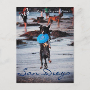 Cartão Postal Cachorro de Frisbee