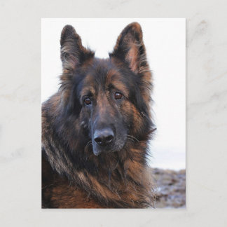 Cartão Postal Cachorro de German shepherd personalizável