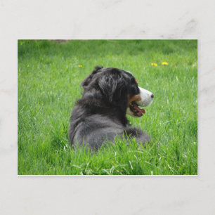 Cartão Postal Cachorro de Montanha Bernês Goza do Sol