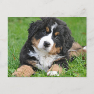 Cartão Postal Cachorro de Montanha Bonita Bernese
