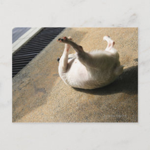 Cartão Postal Cachorro deitado no chão