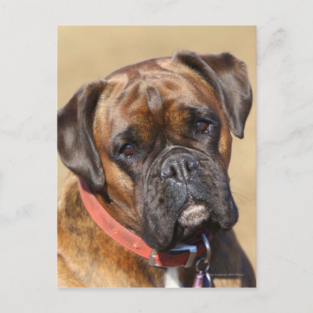 Cartão Postal Cachorro do Brindle Boxer (Frente)