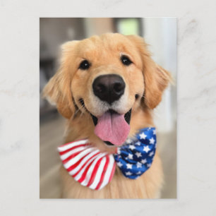 Cartão Postal Cachorro do ouro no Dia da Independência Torção do