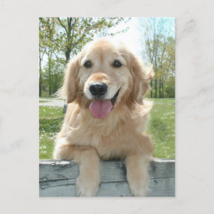 Cartão Postal Cachorro do Retriever de Ouro Bonito pensando em s