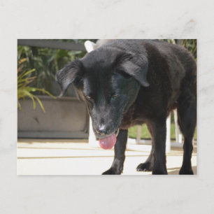 Cartão Postal Cachorro do Retriever Negro Fechado