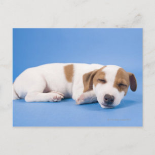 Cartão Postal Cachorro dormindo