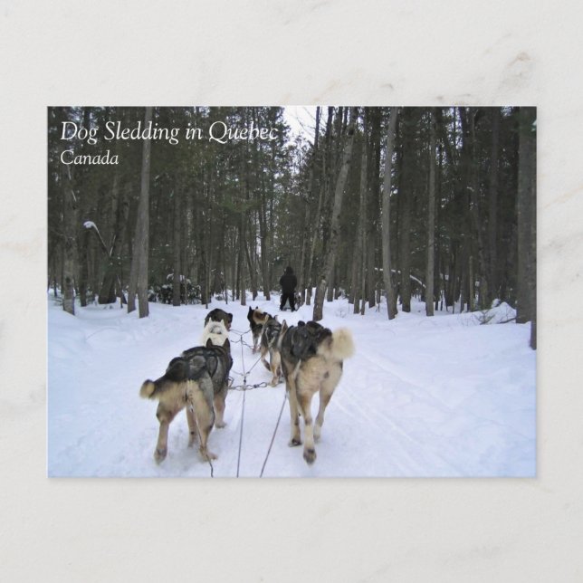 Cartão Postal Cachorro Dormindo em Quebec, Canadá (Frente)