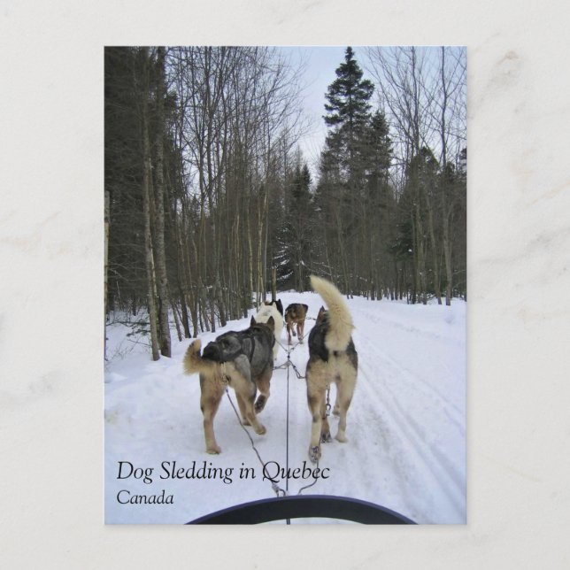 Cartão Postal Cachorro Dormindo em Quebec, Canadá (Frente)