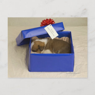 Cartão Postal Cachorro dormindo numa caixa de presentes