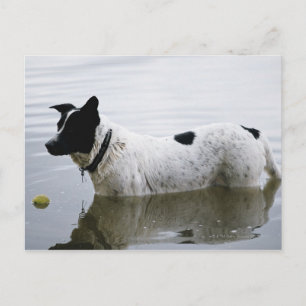 Cartão Postal Cachorro em Água com Bola de Tênis