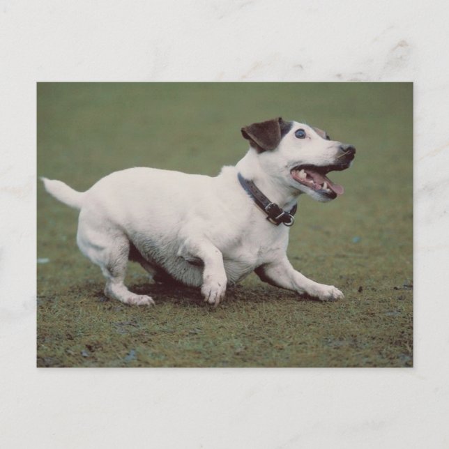 Cartão Postal Cachorro Em Execução (Frente)