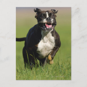 Cartão Postal Cachorro Em Execução