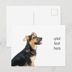 Cartão Postal Cachorro engraçado filhote