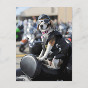 Cartão Postal Cachorro engraçado na foto da moto