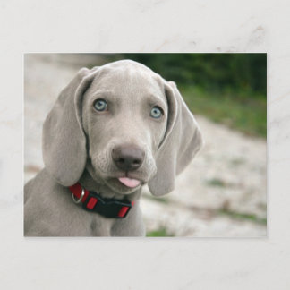 Cartão Postal Cachorro esticando a língua