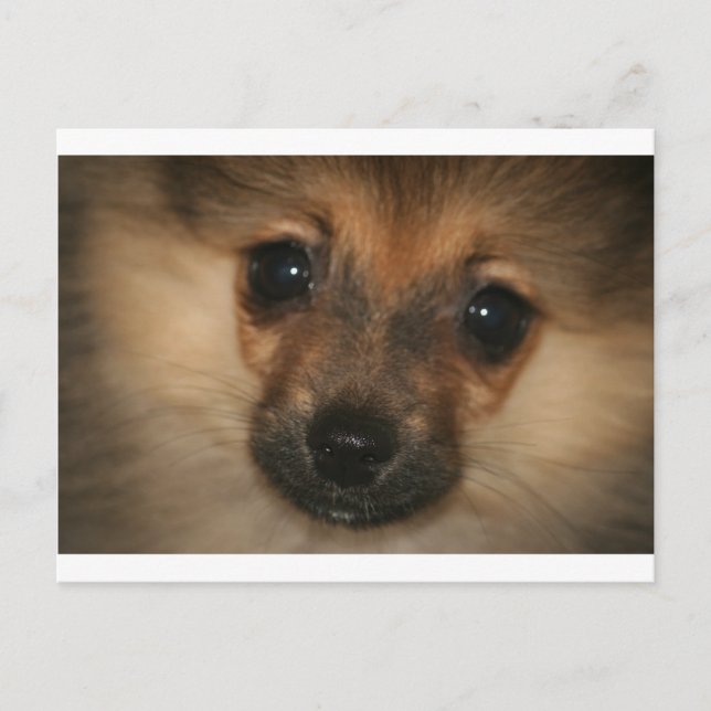 Cartão Postal Cachorro Fantasma (Frente)