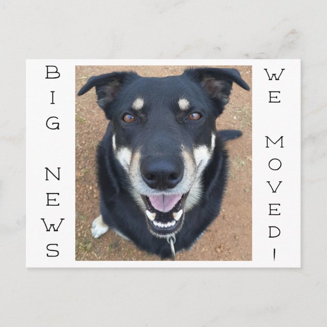 Cartão Postal Cachorro FELIZ! (Frente)