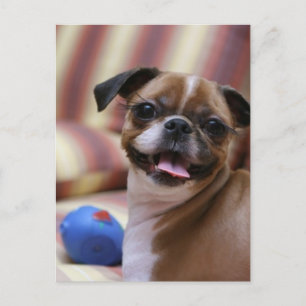 Cartão Postal Cachorro Feliz com Brinquedo