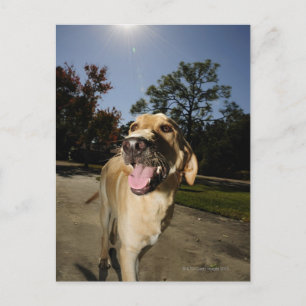 Cartão Postal Cachorro feliz correndo ao ar livre