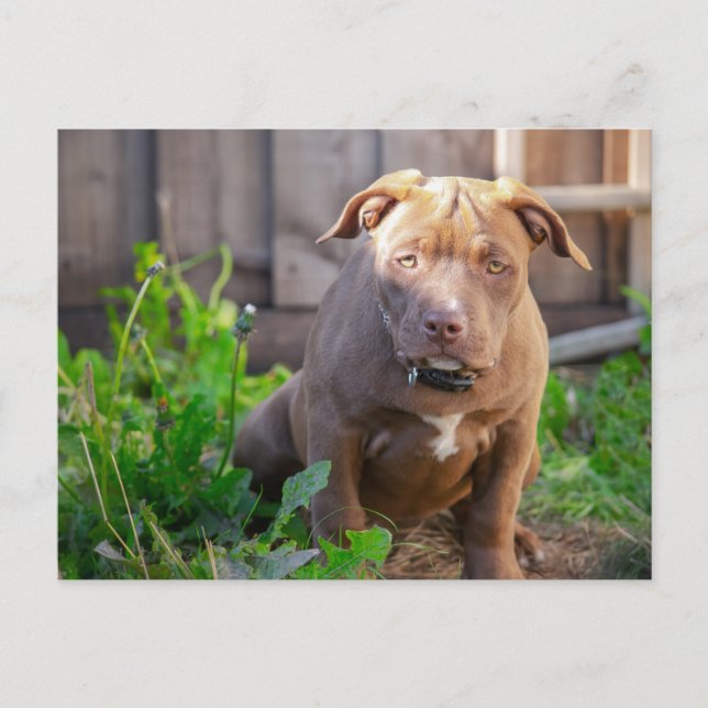 Cartão Postal cachorro filhote bulldog americano (Frente)