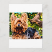 Cachorro Fofo Pet Yorkie Paz Amor Destino Diversão