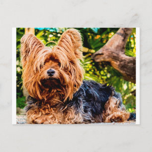 Cartão Postal Cachorro Fofo Pet Yorkie Paz Amor Destino Diversão