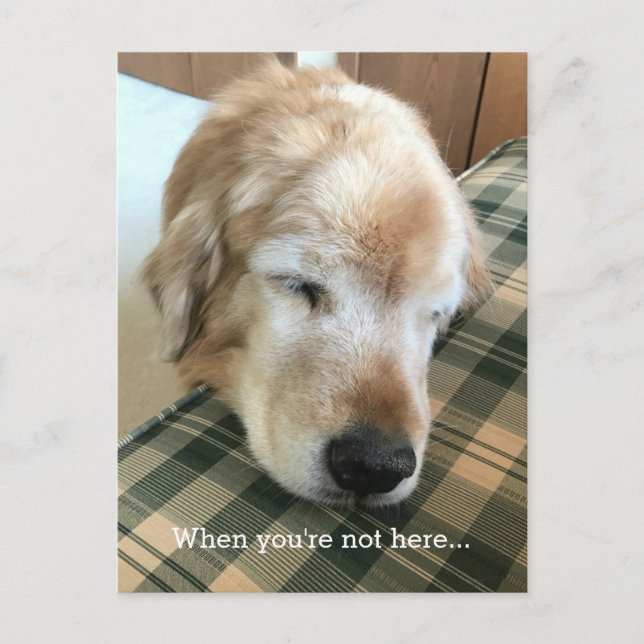Cartão Postal Cachorro Golden Retriever Triste Com a Cabeça na C (Frente)