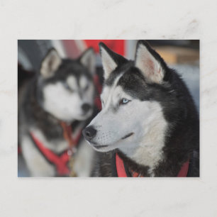 Cartão Postal Cachorro Husky antes de uma corrida, Canadá