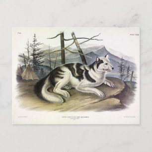 Cartão Postal Cachorro-índio (Cachorro do Rio Mackenzie) de Audu