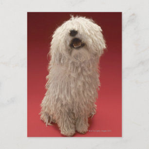 Cartão Postal Cachorro Komondor Cute