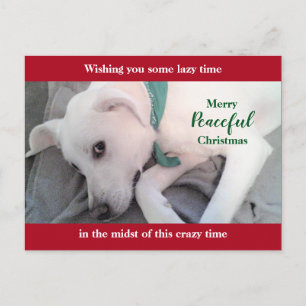 Cartão Postal Cachorro Labrador Branco Fofo Feriado Vermelho Nat