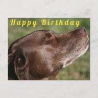 Cachorro Labrador de Chocolate Bonito - Parabéns