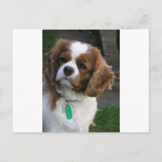 Cartão Postal Cachorro Mais Corajoso Do Mundo