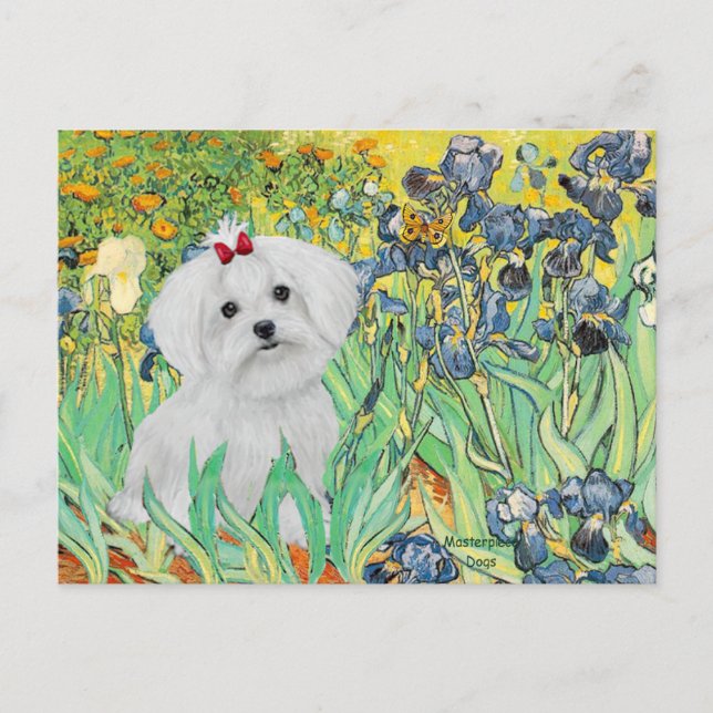 Cartão Postal Cachorro MALTESE - Íris (Frente)